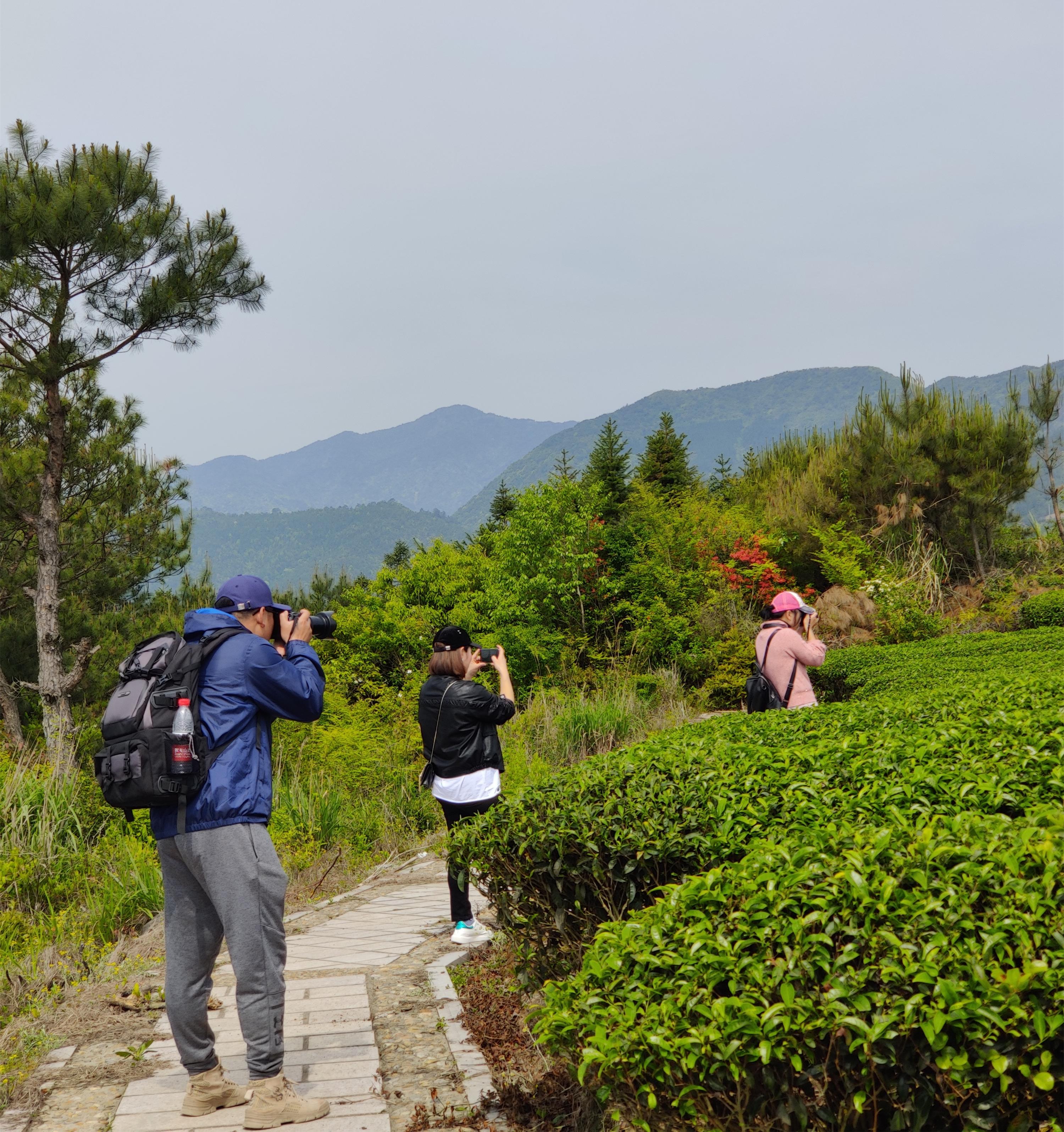 在线试听茶山情歌DJ，一曲多情的旋律穿越时空