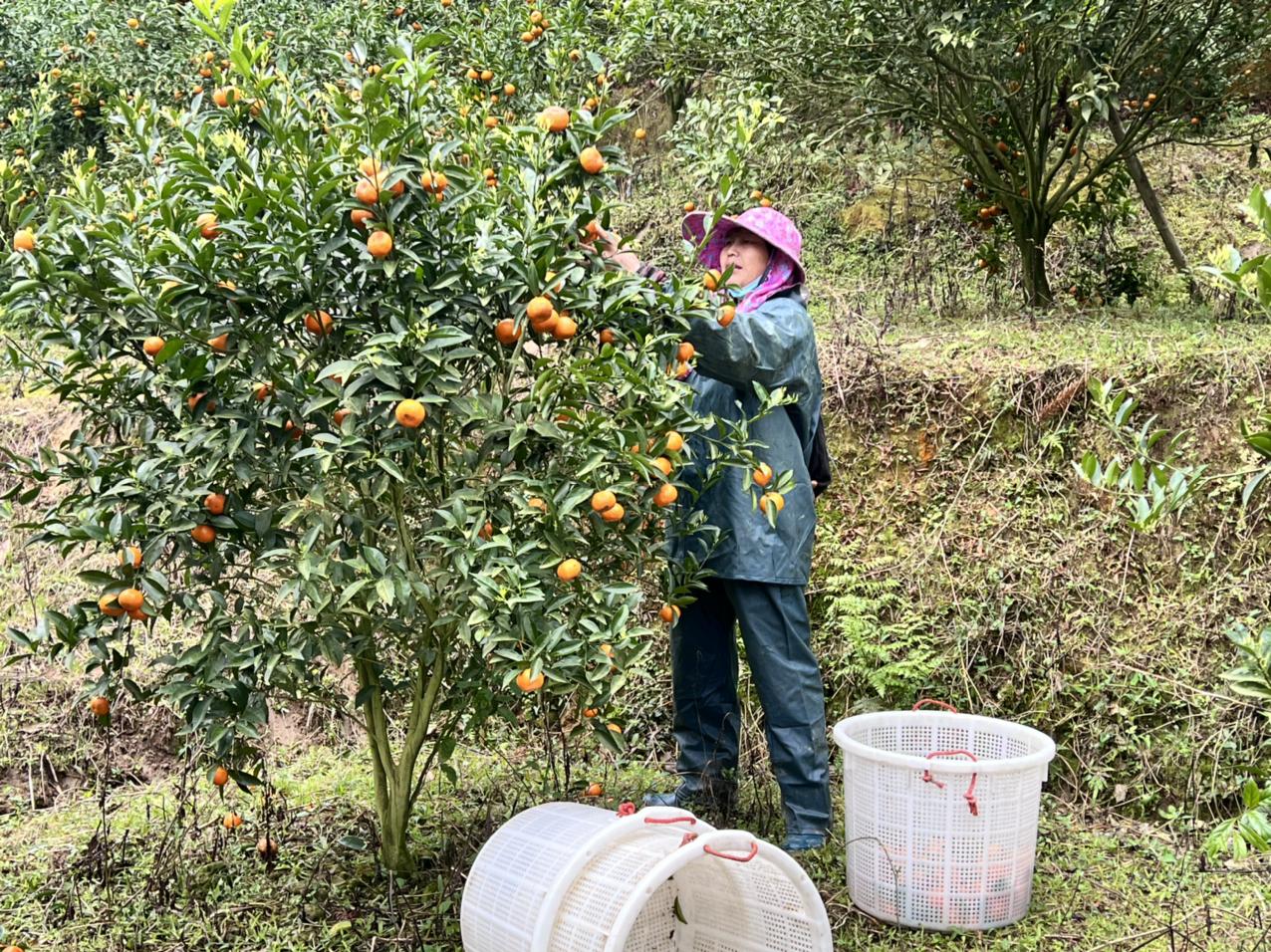 粤港澳大湾区文化困境，挑战与机遇并存