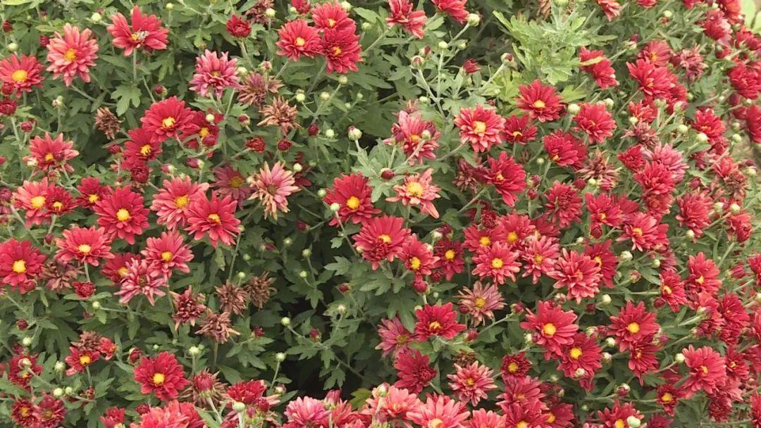 粤港澳中医药文化街，展现传统中医药魅力的独特风景线